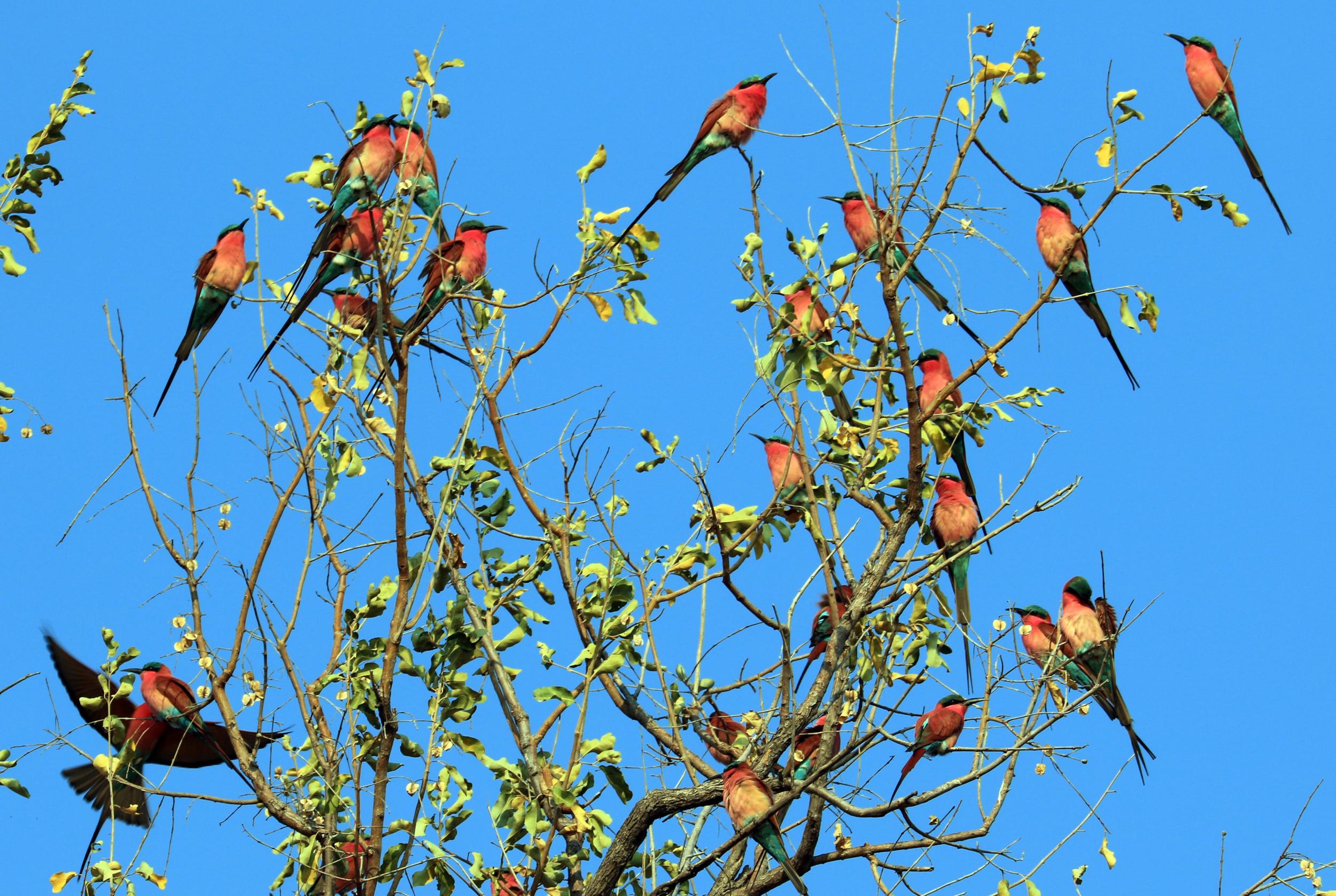 Carmine bee-eaters stand out because of their bright plumage...