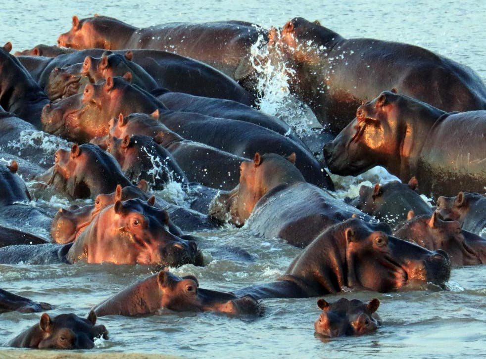 Hippos in South Luangwa