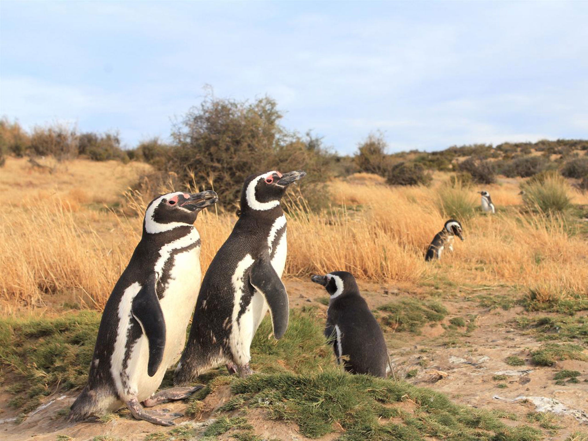 Magellanic penguins, which are becoming threatened and stranded too far north by human activity