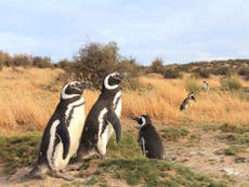 Humans ‘to blame for penguins stranded on South American coast’