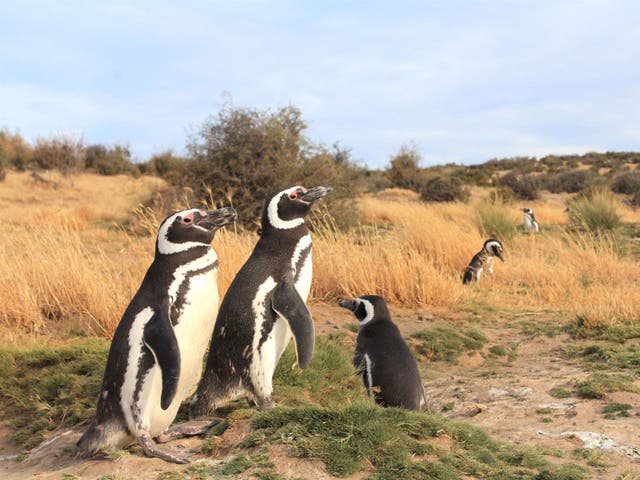 Magellanic penguins, which are becoming threatened and stranded too far north by human activity