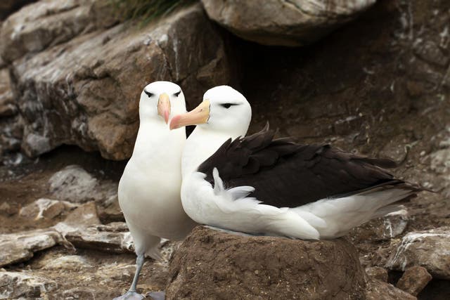 Many animals, including albatrosses, form pair bonds with other individuals to share the burden of offspring care