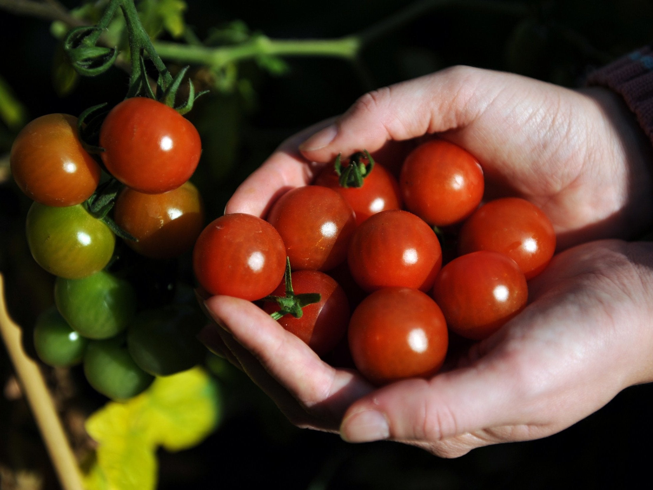 Researchers close to producing genetically modified spicy tomatoes The Independent The Independent picture