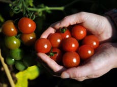 Researchers close to producing genetically modified spicy tomatoes