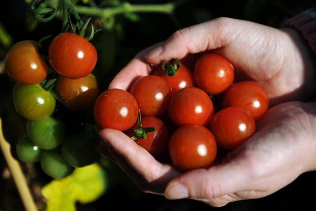 Will tomatoes be rationed?