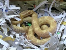 Man finds live snake in Argos kettle
