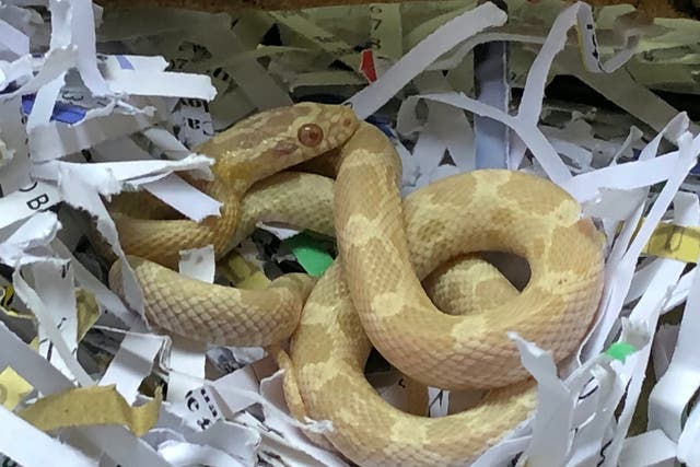 The corn snake found inside a kettle purchased from Argos in Kensington High Street, London