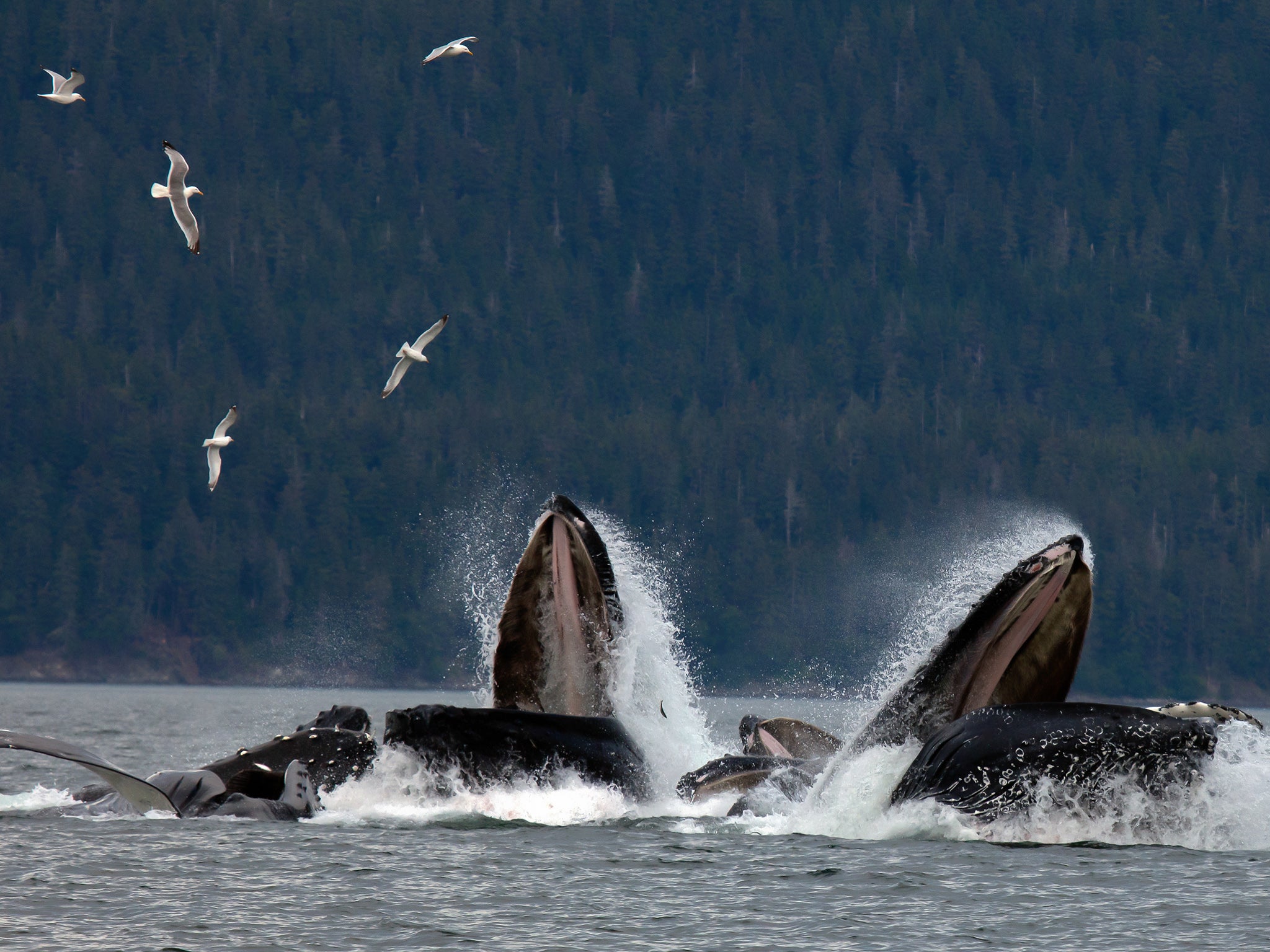 Songs may have fallen in pitch due to a rise in whale populations