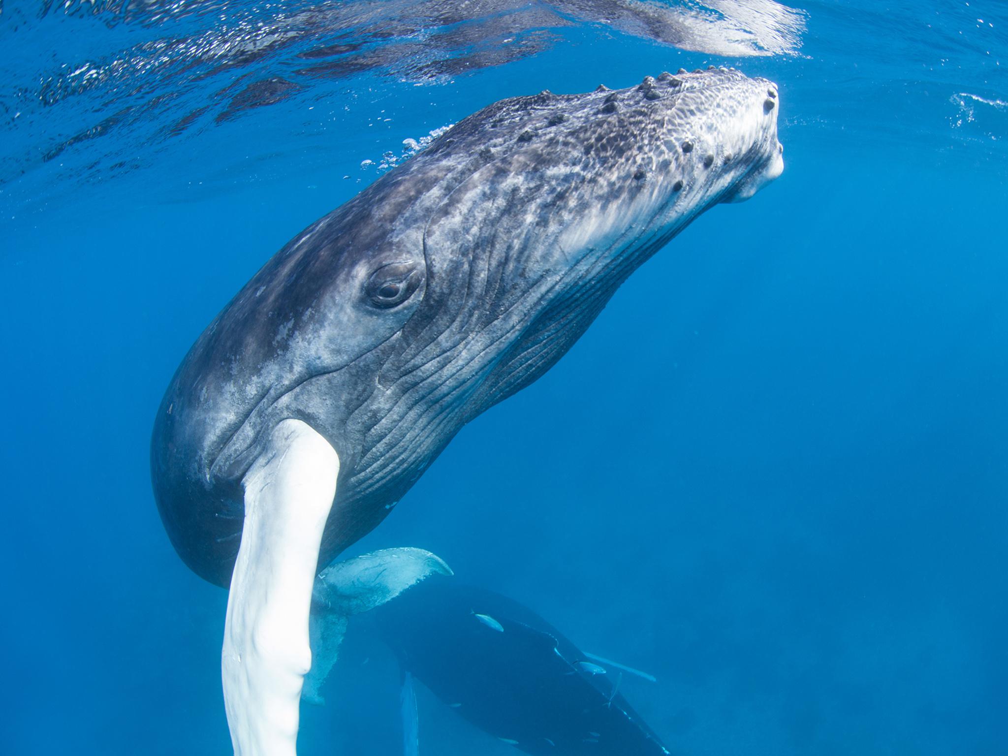 From the humpback to the Antarctic blue why do whales sing? The Independent The Independent picture