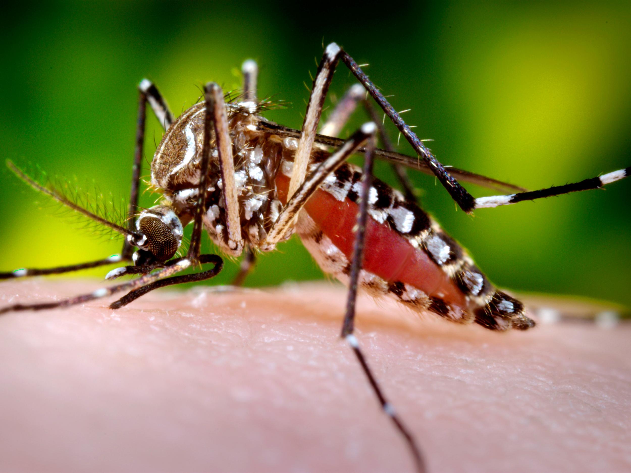 Mosquitoes spread a variety of deadly diseases to humans, including malaria and Dengue fever