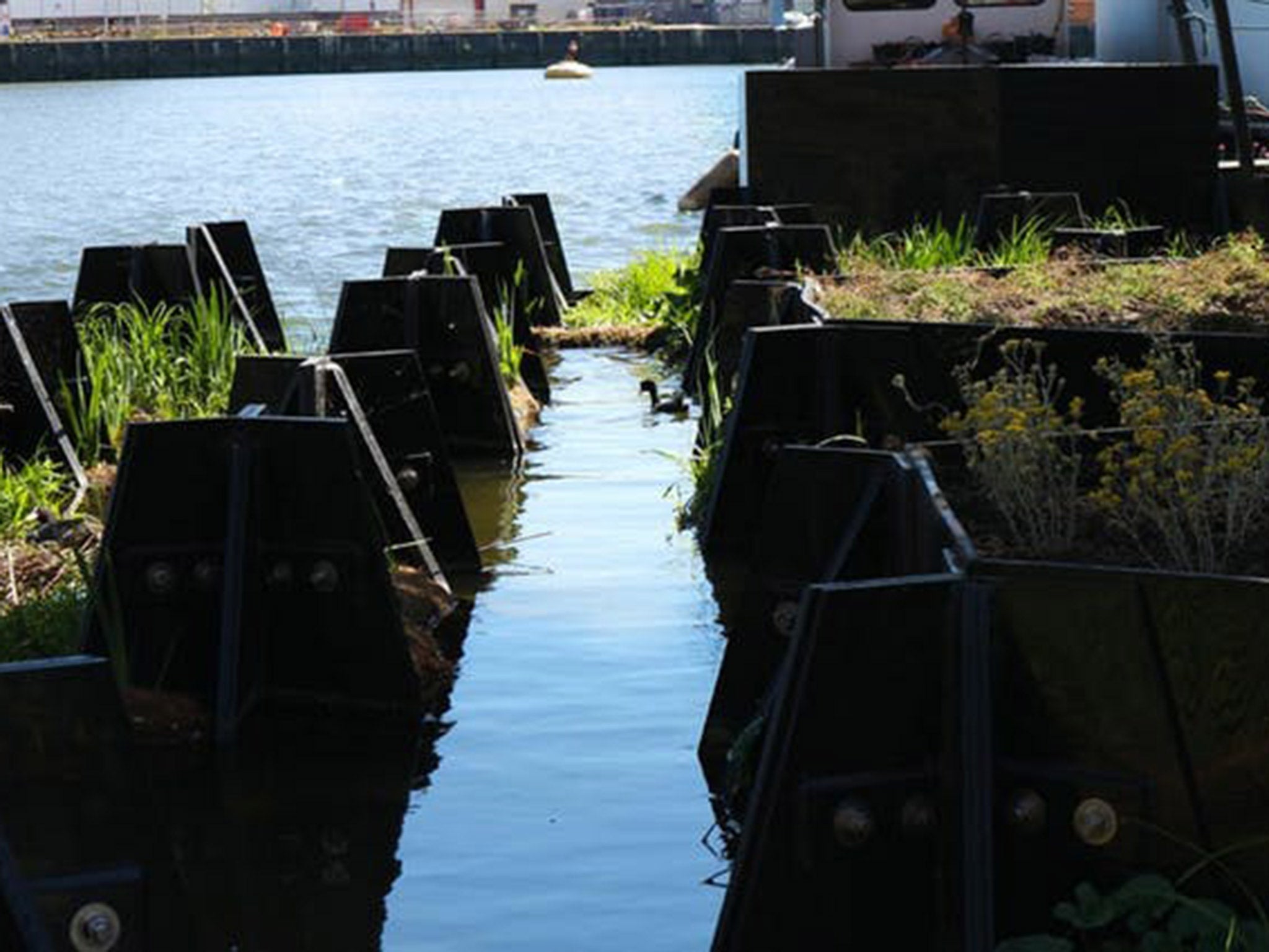 The floating park has provided habitat for waterfowl and insects (Recycled Island Foundation)