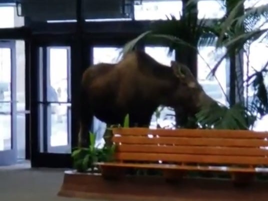 The moose ate some plants before it left the hospital.