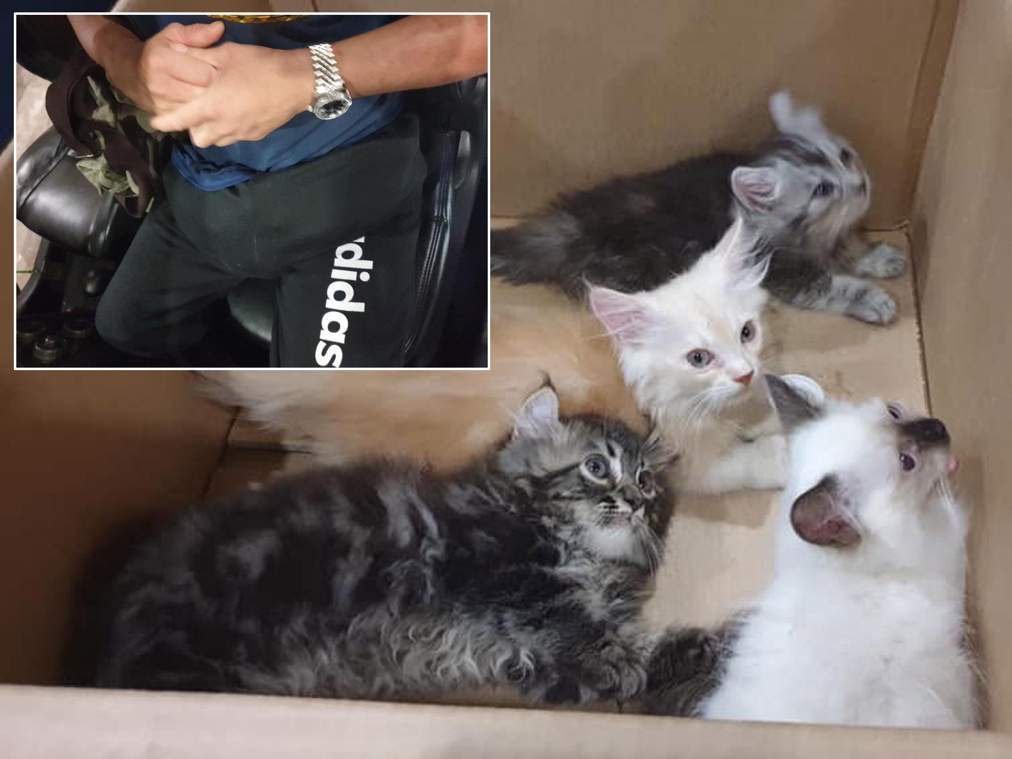 Four kittens were found hidden in a man's trousers