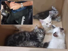 Man arrested with four live kittens hidden in his trousers