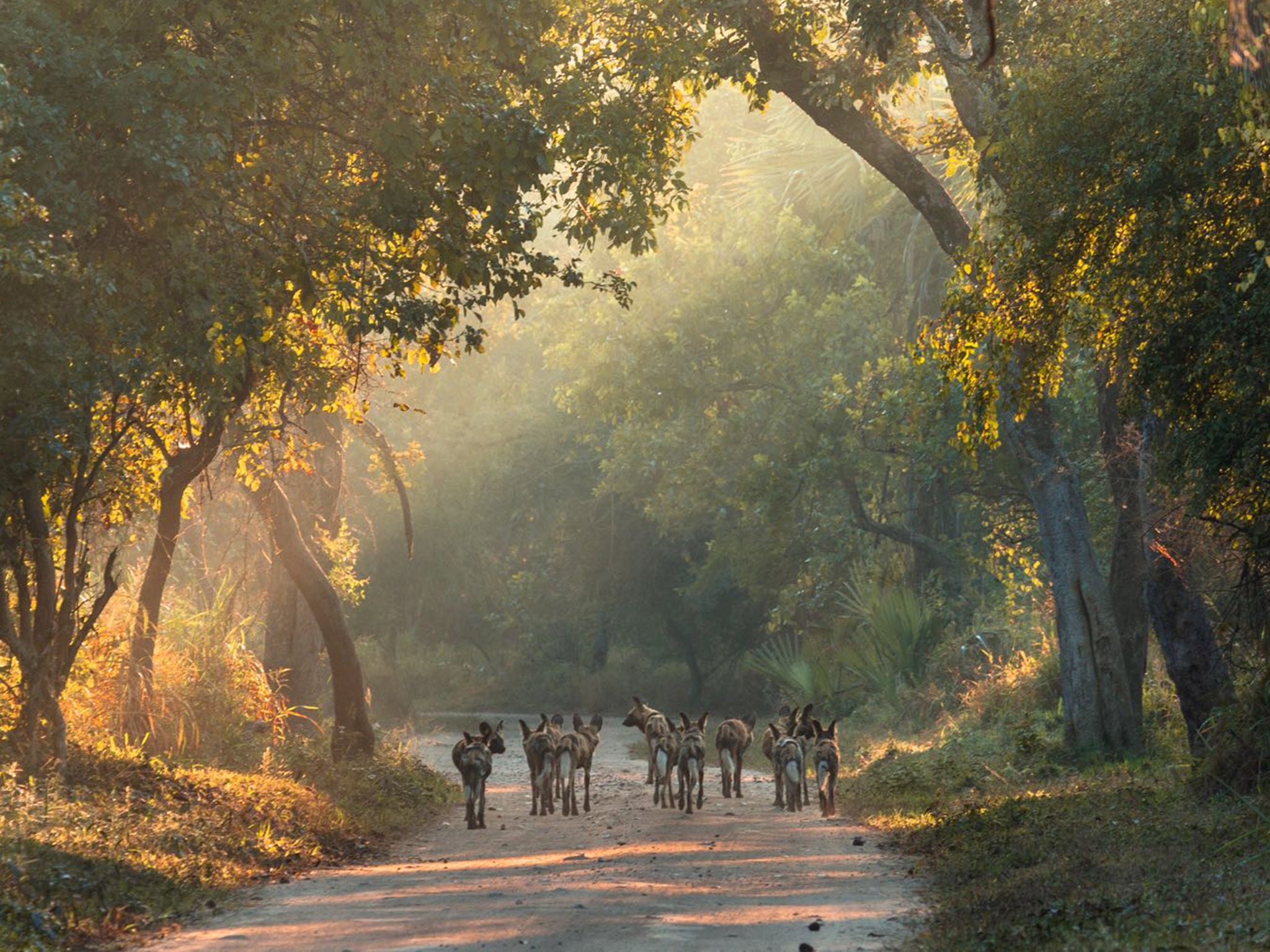 Walking towards a better future: the success is in part down to the reintroduction of carnivore species such as wild dogs