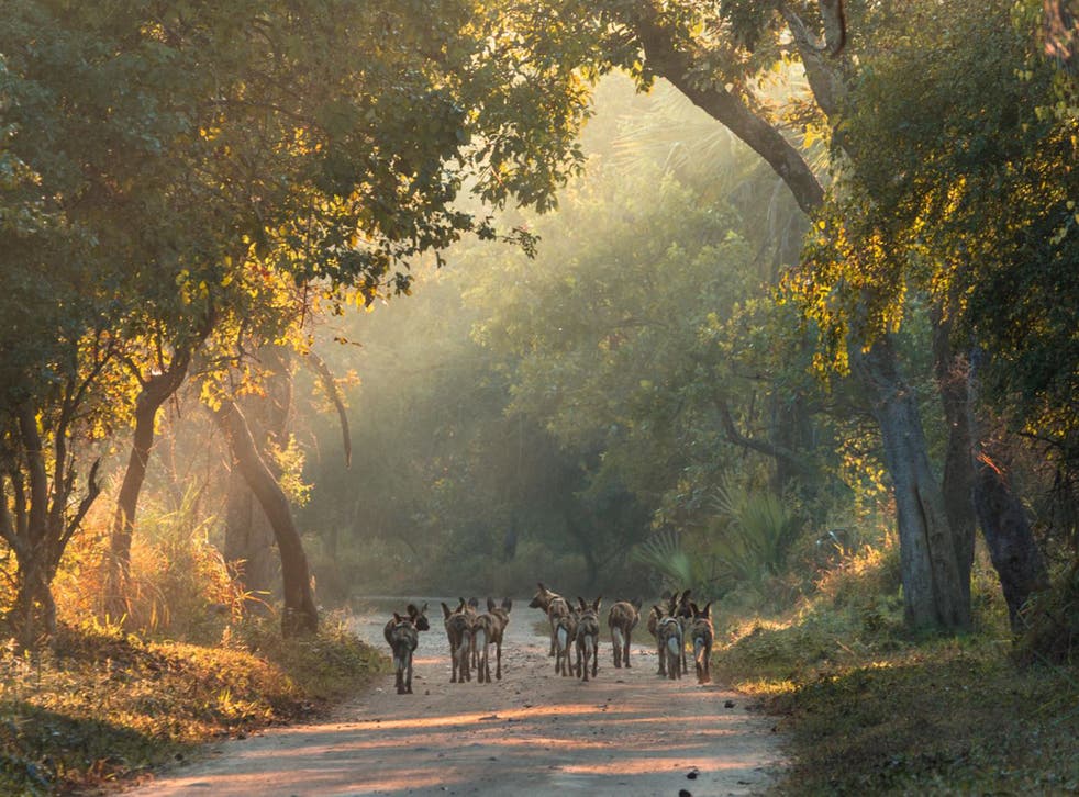 Walking towards a better future: the success is in part down to the reintroduction of carnivore species such as wild dogs