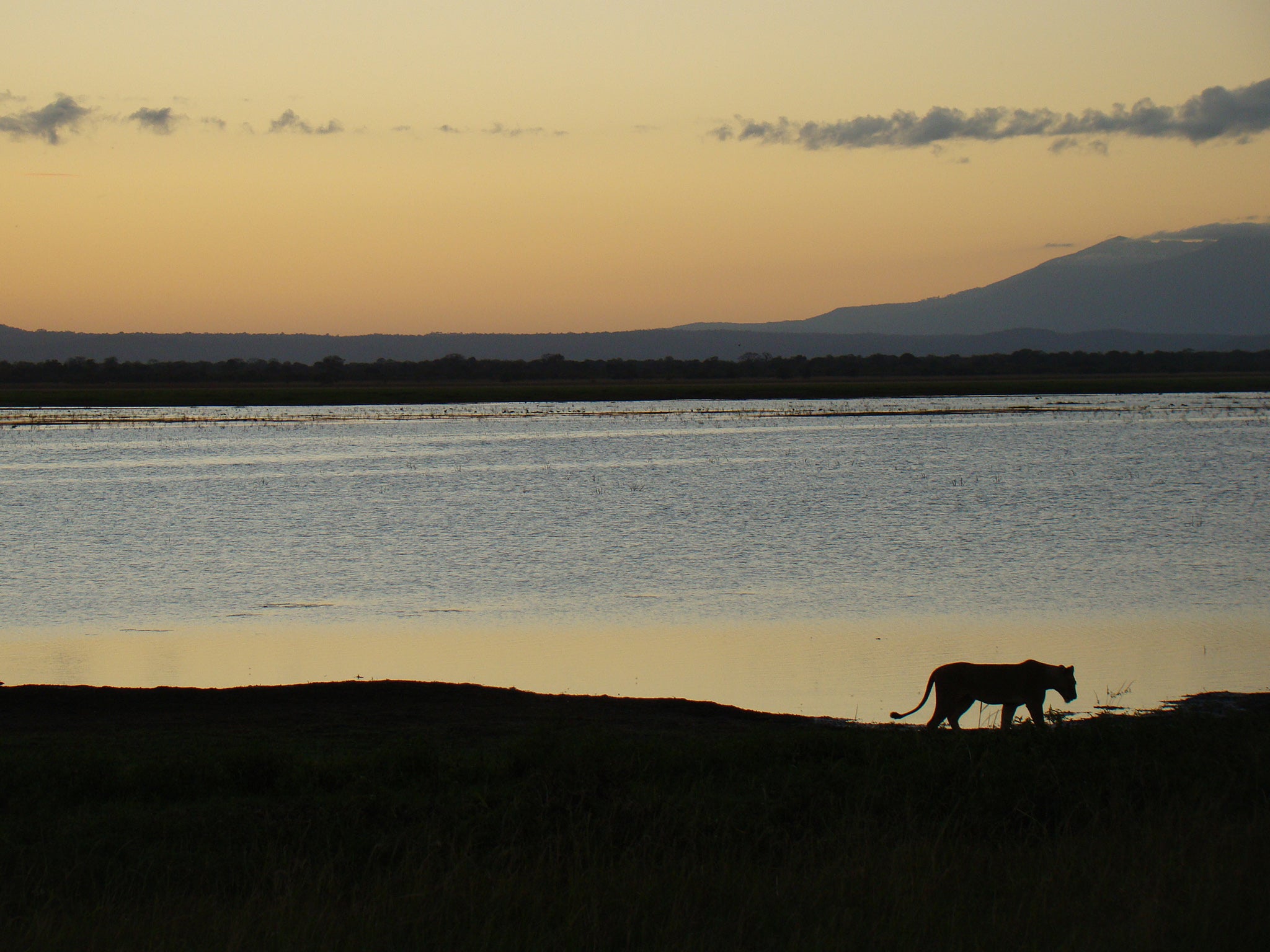 Mozambique’s civil war led to 90 per cent declines in big animal populations (Ticky Rosa/Gorongosa National Park)