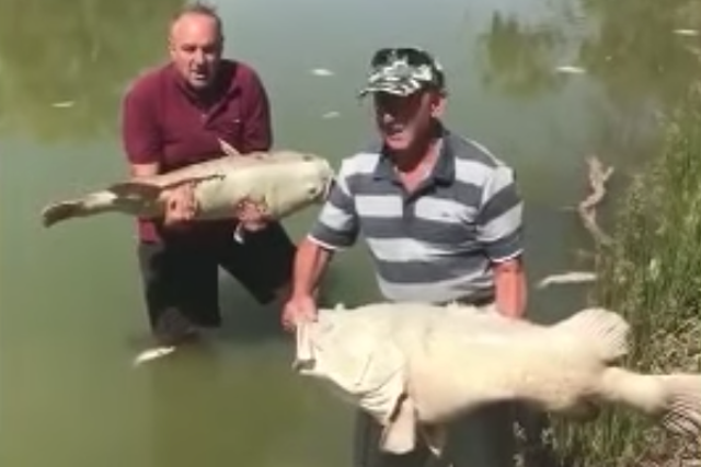 Rob McBride and Dick Arnold with huge fish killed in the Darling River