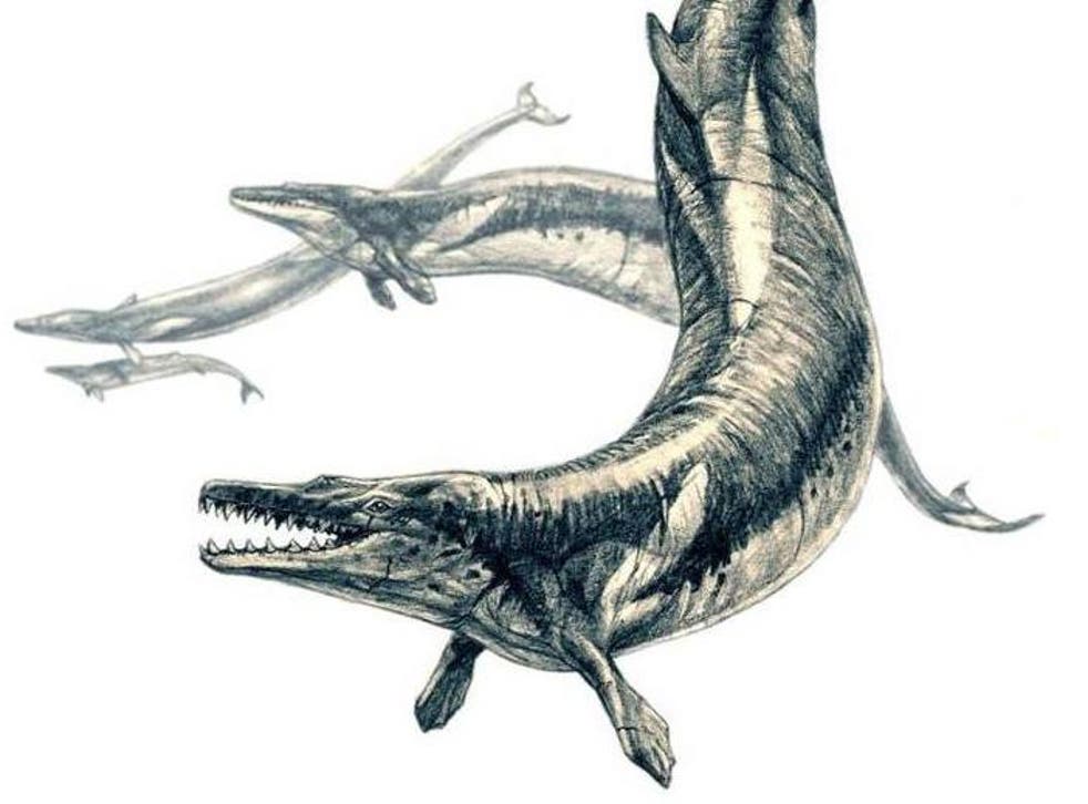 Examination of the bones found in Egypt suggest Basilosaurus was a top predator that fed on other ancient whales