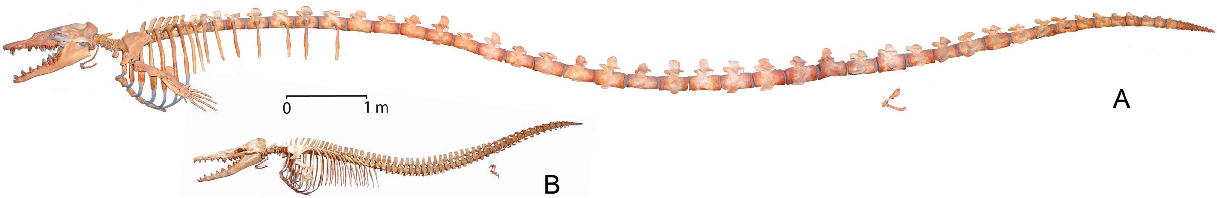 basilosaurus-skeleton.jpg