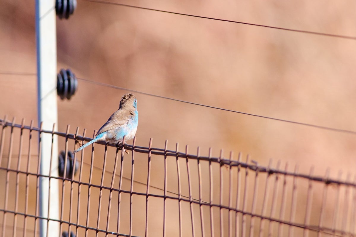 Mysterious exploding bird epidemic ‘horrifying’ Bay Area neighborhood