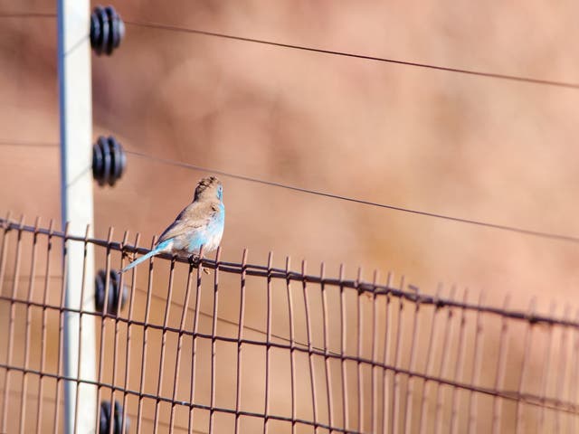 <p>Birds in Richmond, California, have been mysteriously exploding, leading some residents to question if their local power infrastructure is safe</p>