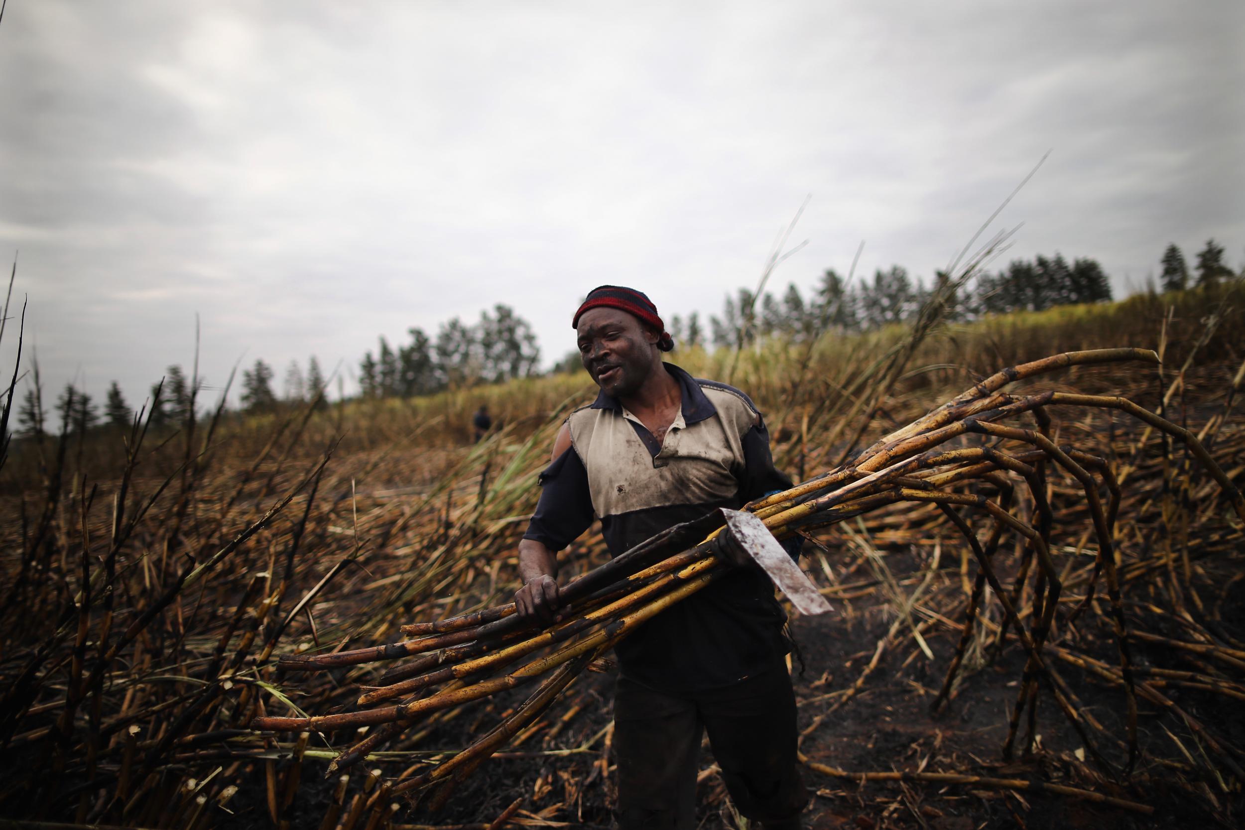 Sugarcane is used to create biodegradeable plastic, but may not be sustainable long-term if mass-produced (Getty)