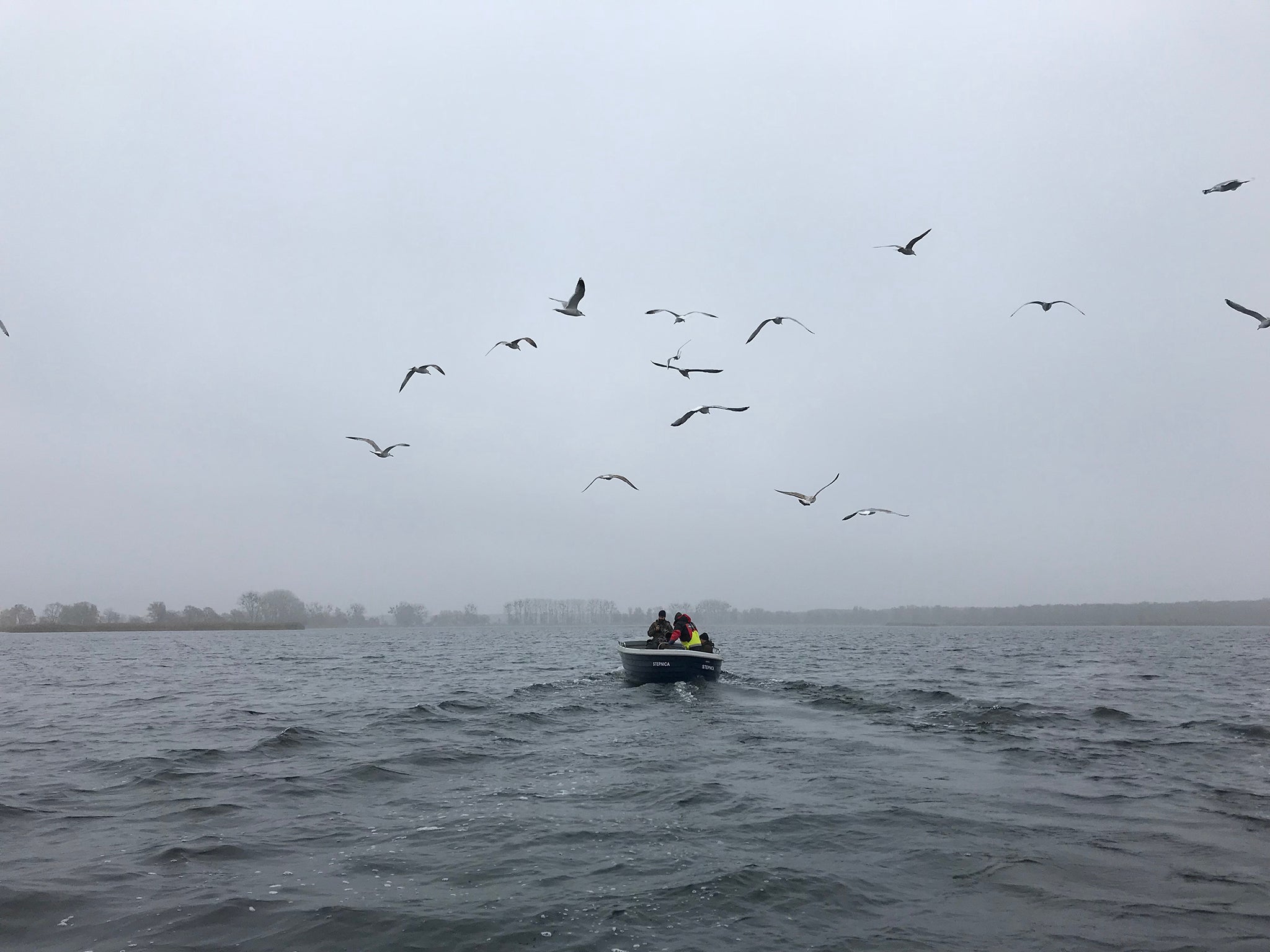 To lure the eagles down, fishermen first encourage clouds of seagulls by throwing fish out of the boat, which causes the curious raptors to circle above