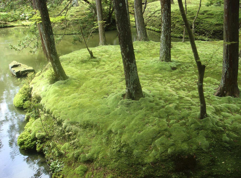 Moss temples in Japan feature shade gardens carpeted with highly manicured mosses