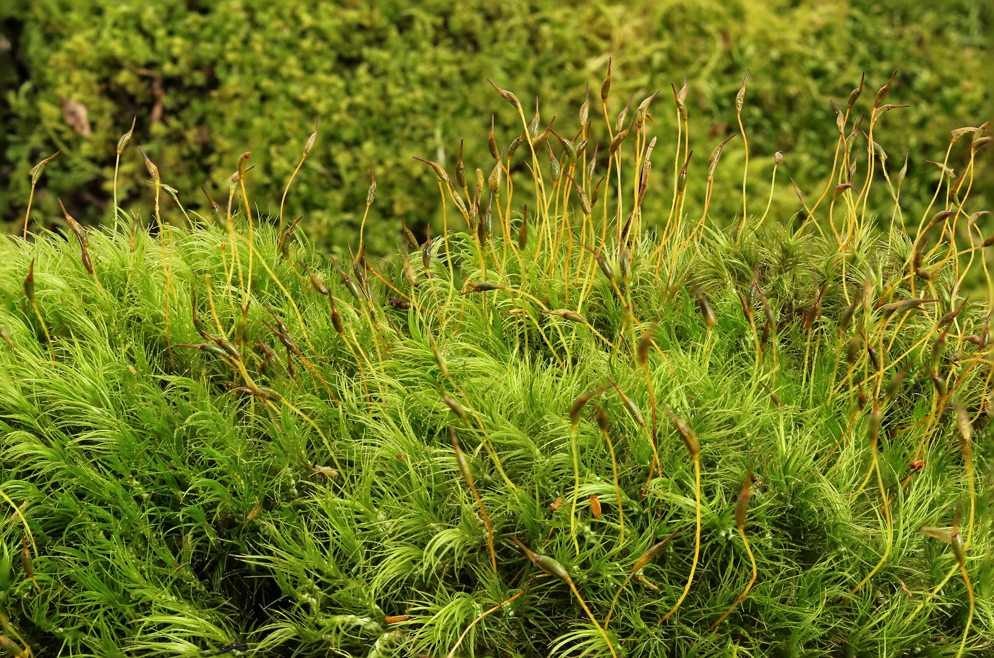 Primeval moss makes for a peaceful garden, The Independent