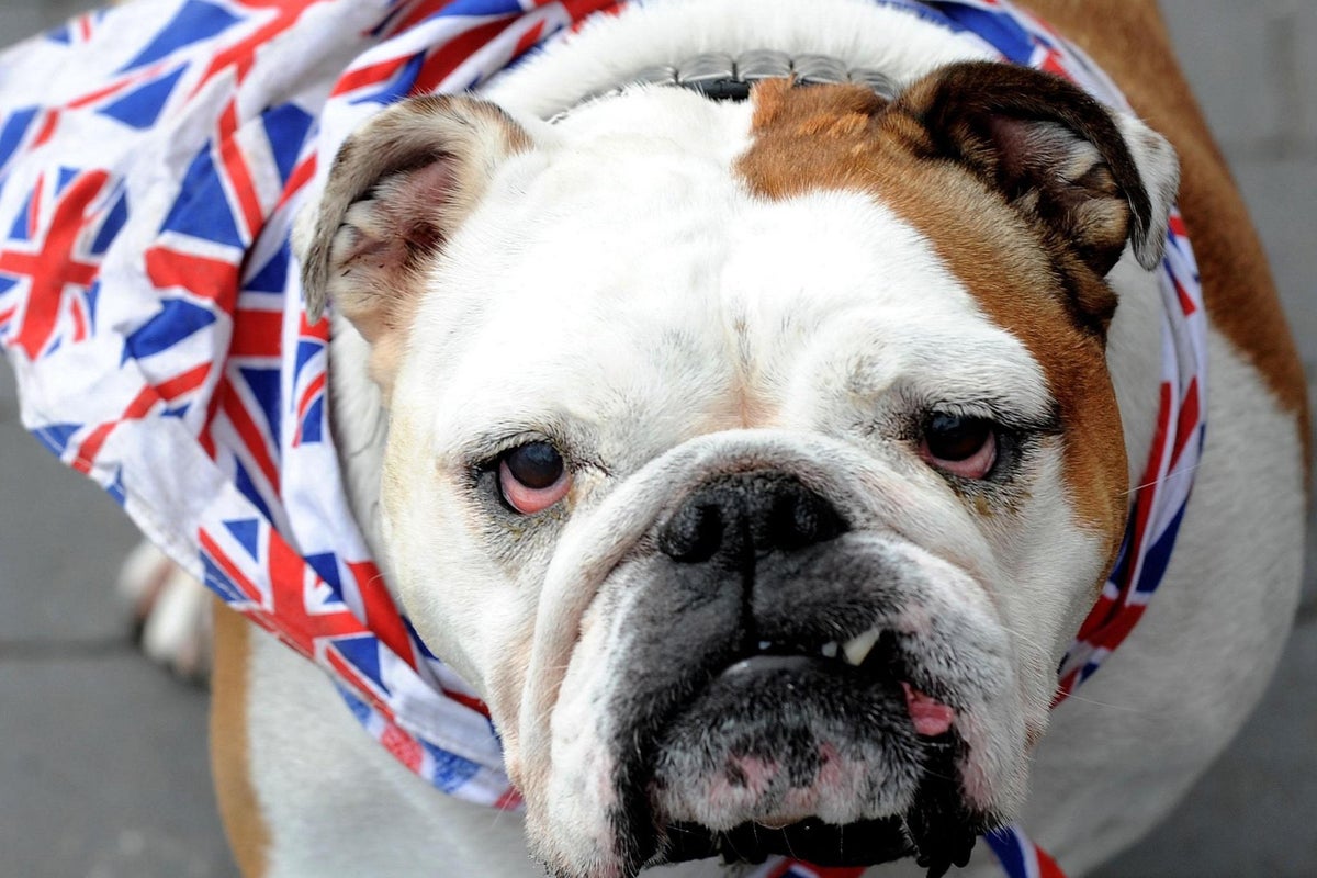Status symbol' dog becomes the UK's most expensive breed