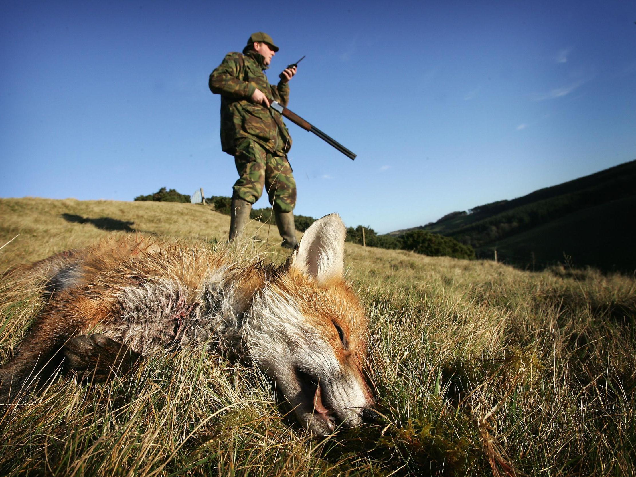 A fox is legally shot in Scotland after being 'flushed out' by hounds; the new bill would allow only two dogs to be used