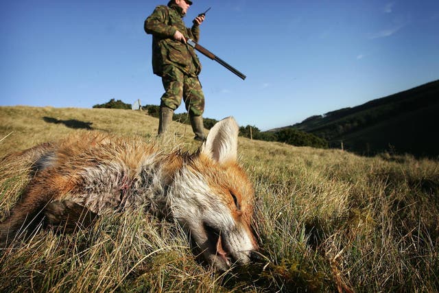 A fox is legally shot in Scotland after being 'flushed out' by hounds; the new bill would allow only two dogs to be used