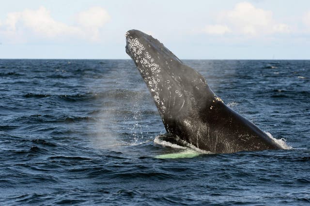 Whale watching on Scotland's coast is a popular attraction for UK tourists