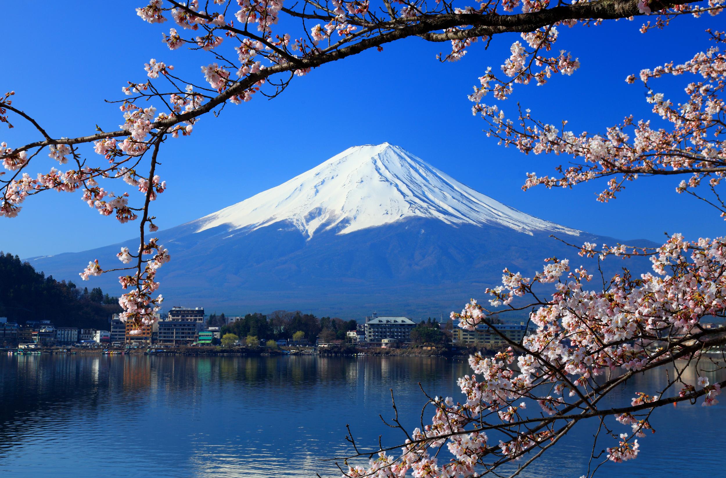 Cherry blossom in front of Japan's Mount Fuji