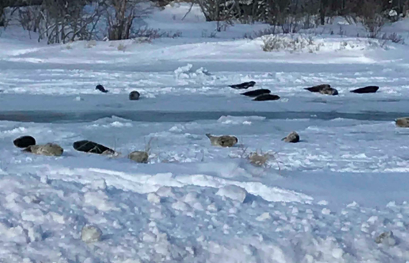 Chaos as seals are stranded in small Canadian town