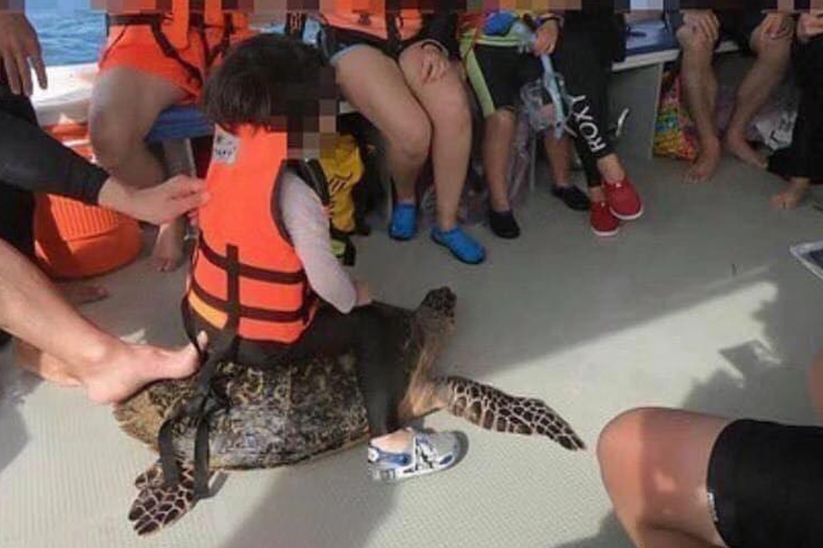 Malaysia investigating photo of child riding endangered giant sea ...