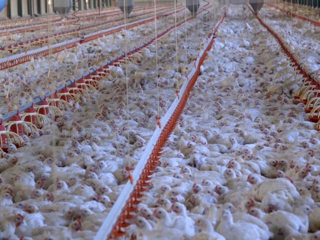 Chickens in typical factory farms are raised to grow unnaturally large very quickly, the report says