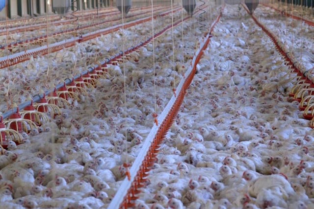 Chickens in typical factory farms are raised to grow unnaturally large very quickly, the report says