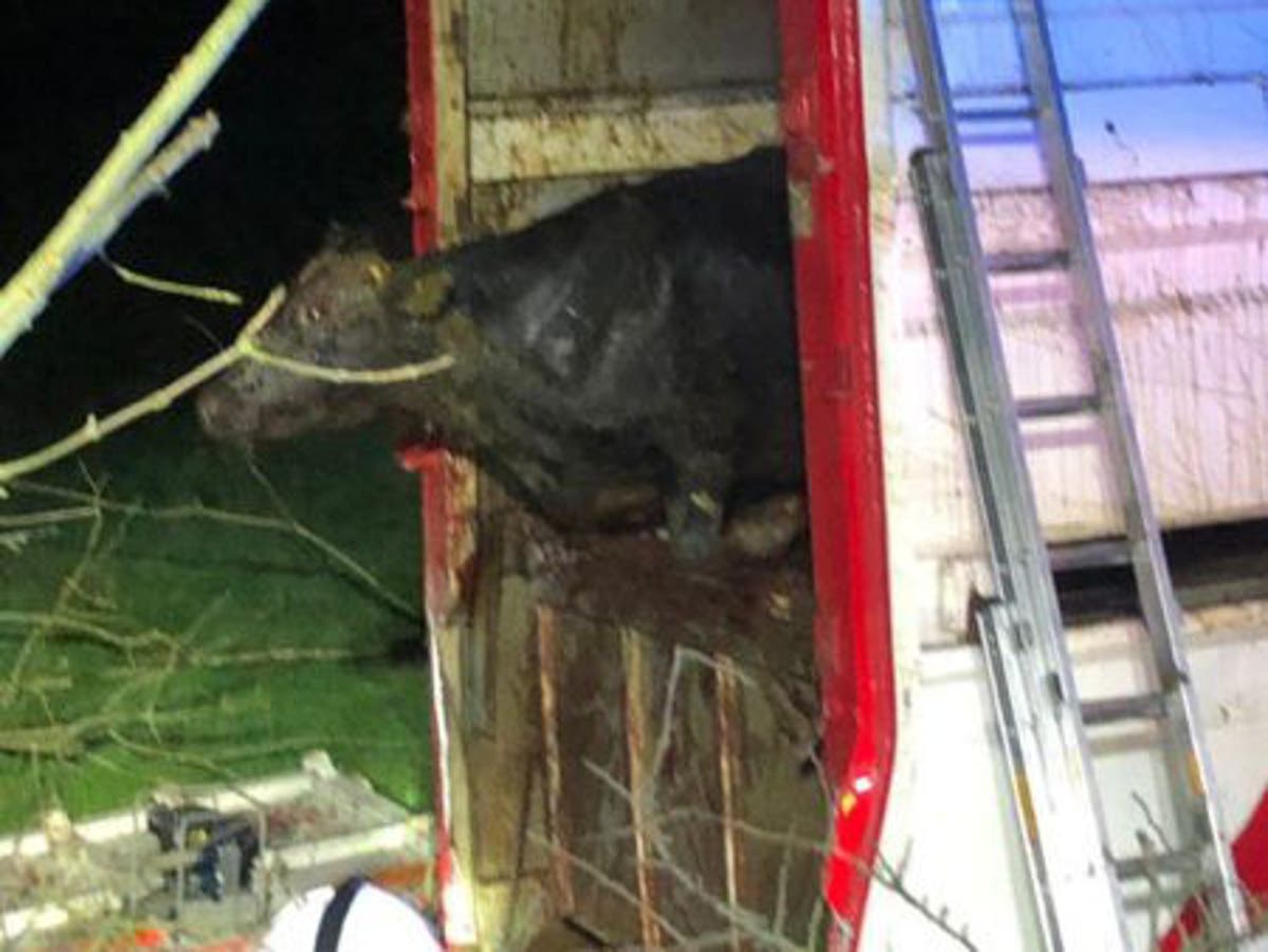 Fermanagh cattle rescue: Dozens of bulls saved after lorry overturns in Northern Ireland