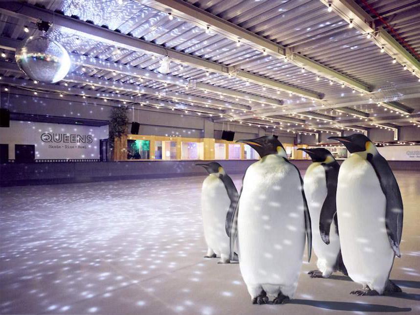 Penguin ice-skating event cancelled after animal welfare backlash, The  Independent