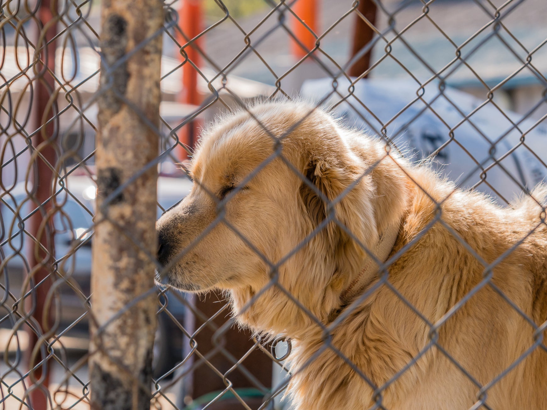 Dog meat consumption in Korea is declining, but the country is struggling to care for a growing number of the animals