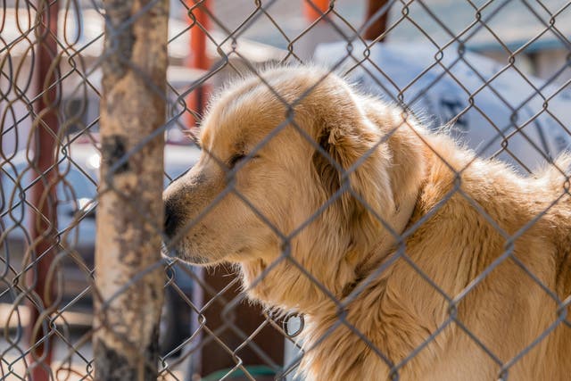 Dog meat consumption in Korea is declining, but the country is struggling to care for a growing number of the animals