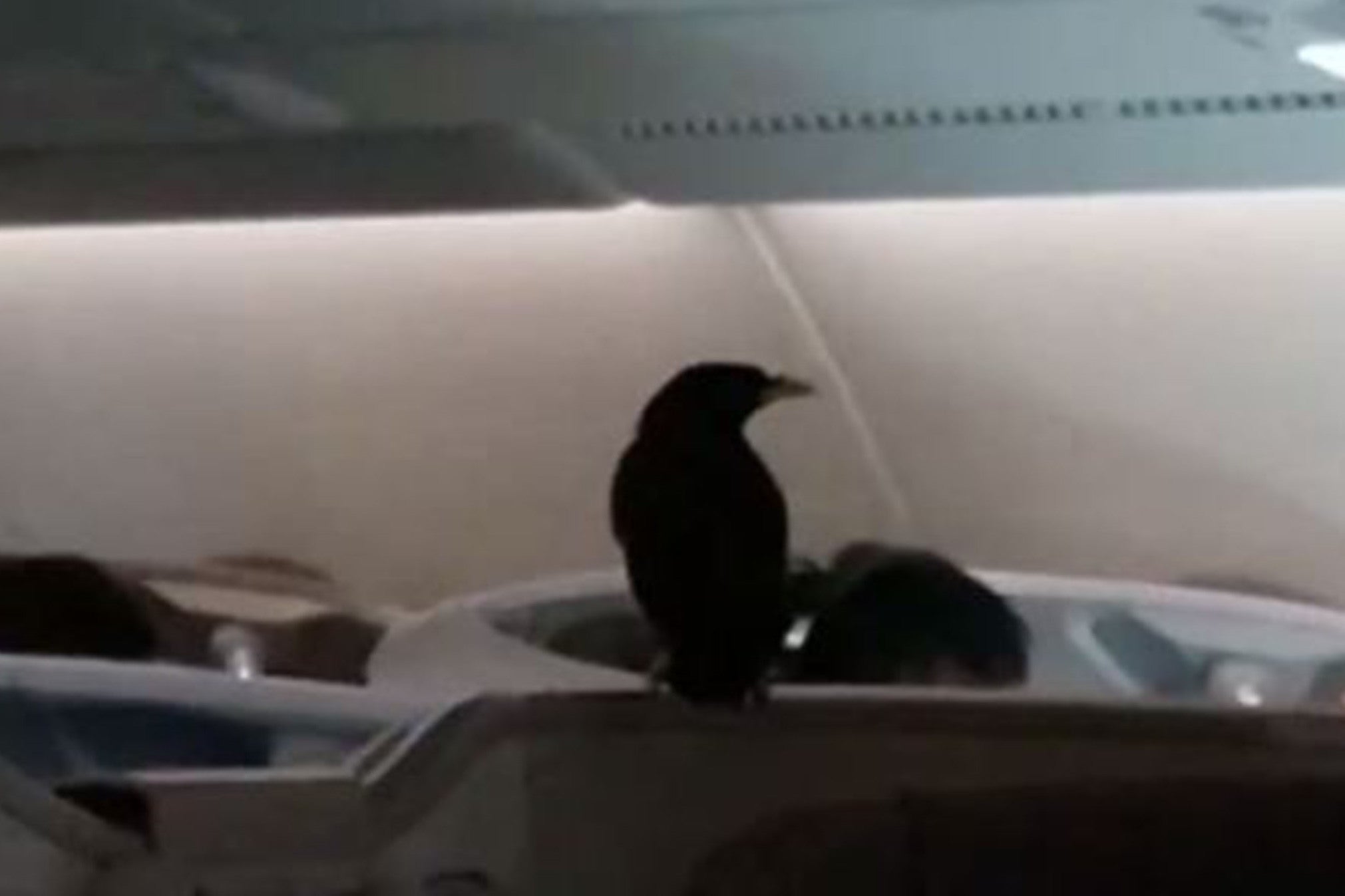 The mynah bird was discovered in business class