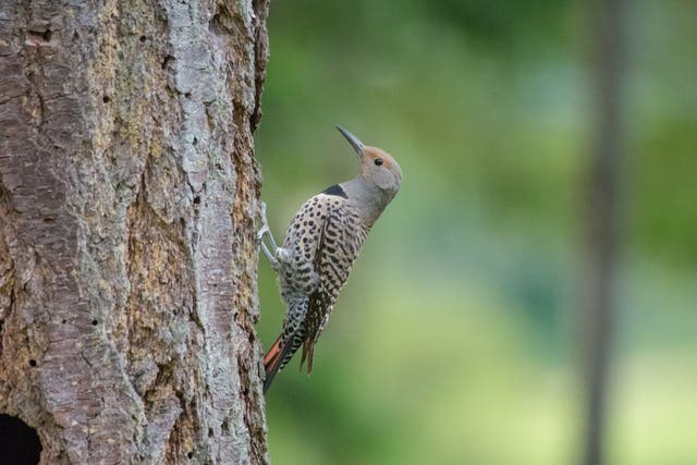 The northern flicker has red feathers on the underside of its wings