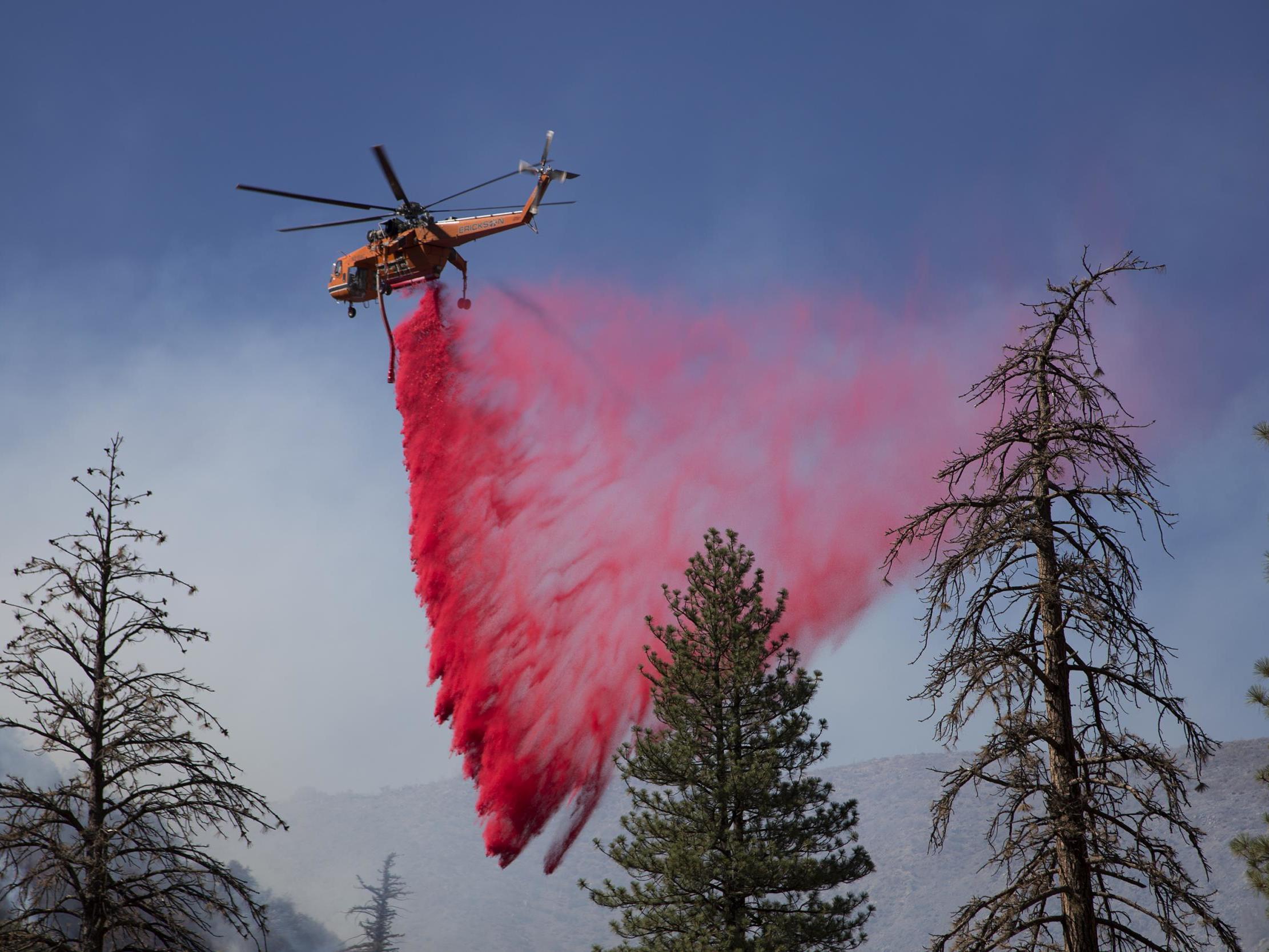 Pictured: A helicopter drops fire retardant in a remote section of the San Bernardino National Forest during the Blue Cut Fire on August 18, 2016 near Wrightwood, California. The declaration to expand logging reflects Trump's interest in forest management since a spate of wildfires ravaged California last year.