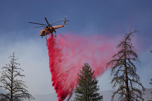 Pictured: A helicopter drops fire retardant in a remote section of the San Bernardino National Forest during the Blue Cut Fire on August 18, 2016 near Wrightwood, California. The declaration to expand logging reflects Trump's interest in forest management since a spate of wildfires ravaged California last year.
