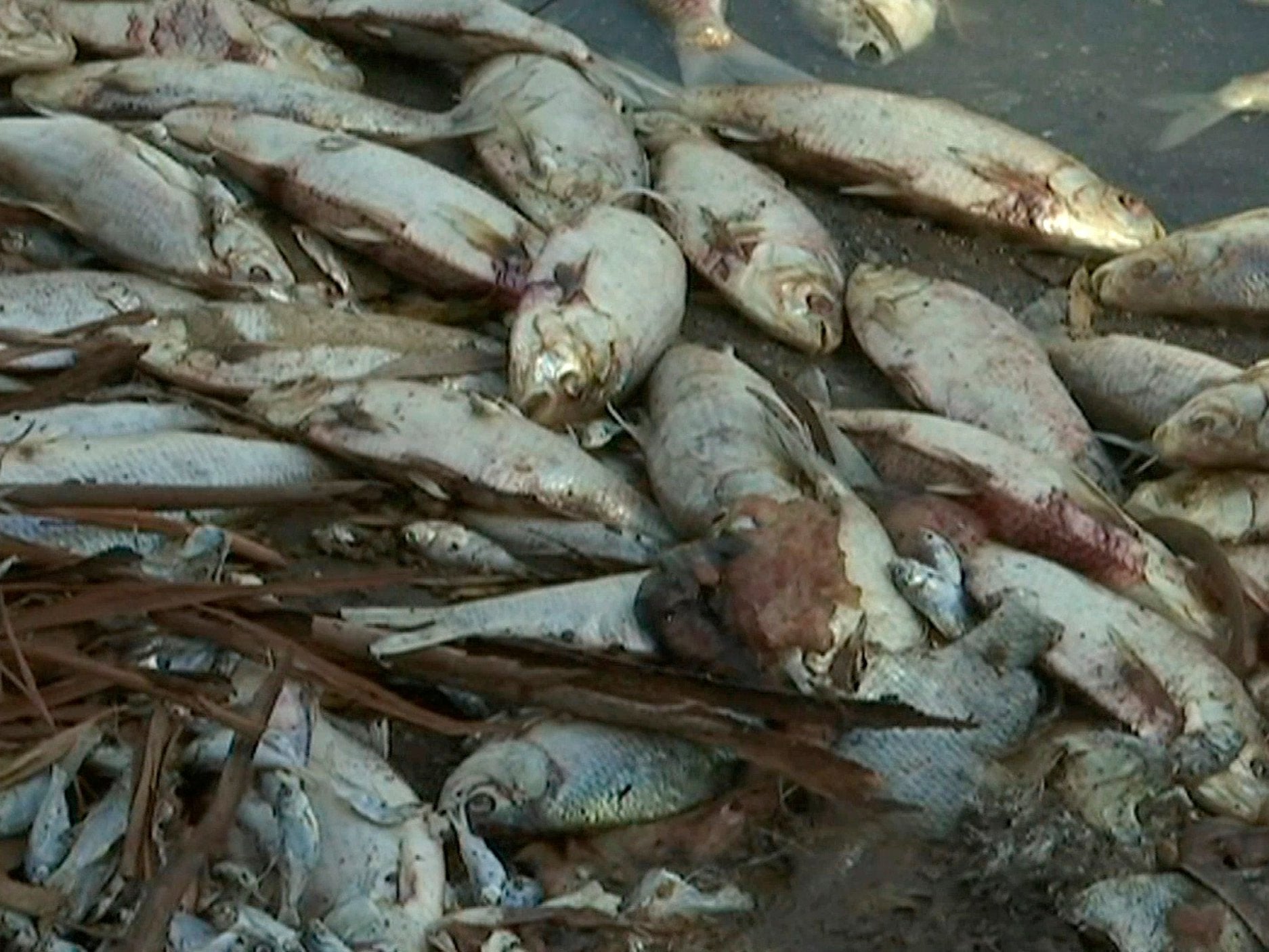 Dead fish along the Darling River bank in Menindee, New South Wales