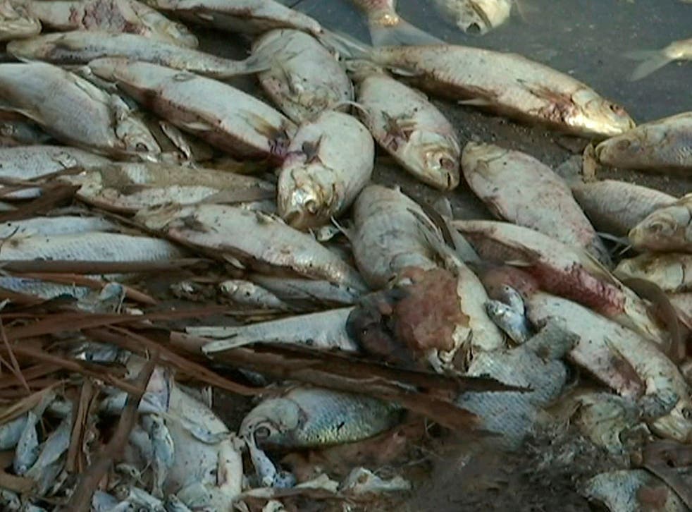 Dead fish along the Darling River bank in New South Wales in 2018