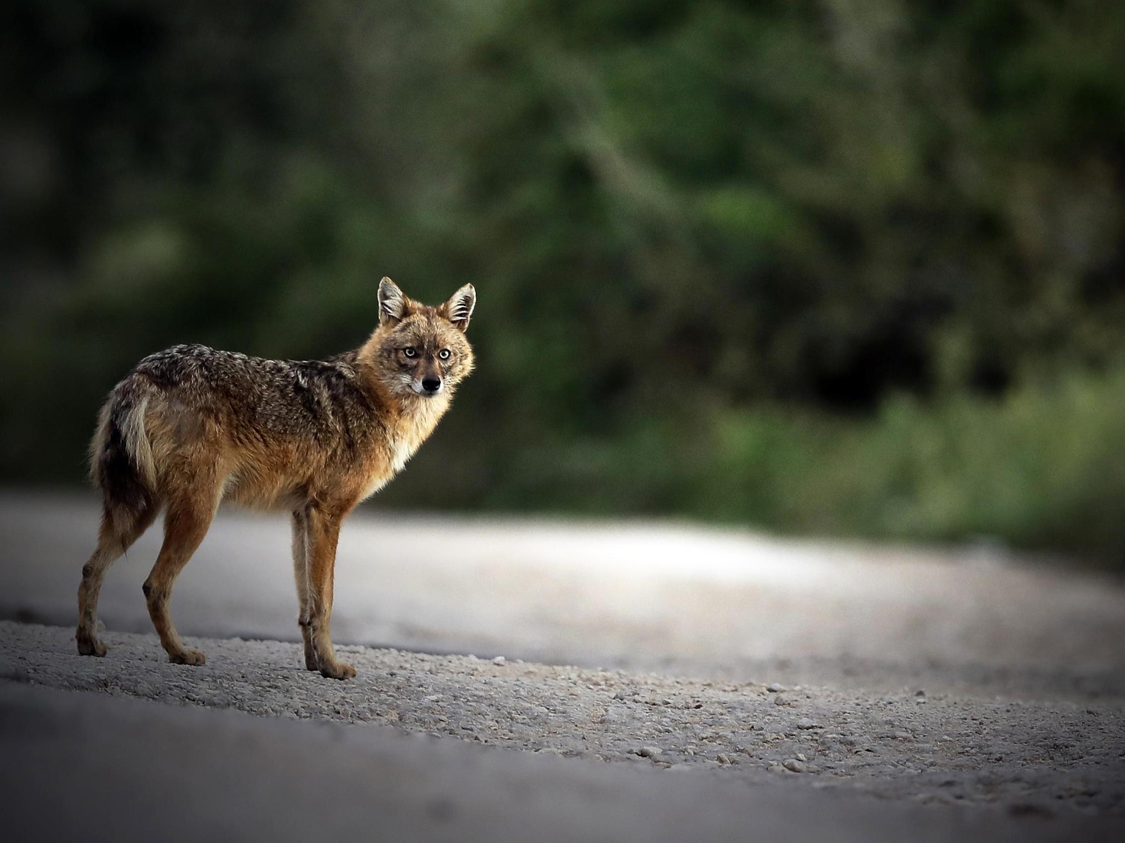 There are now over 100,000 golden jackals in Europe, as the population has boomed since the 1950s